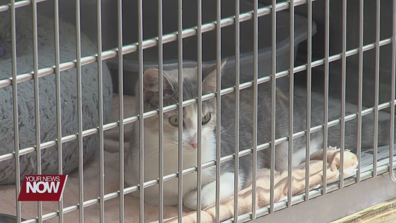 West Ohio Food Bank donates pet food to local humane societies, shelters